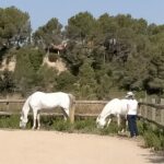 coaching con caballos sesiones individuales con caballos montriana