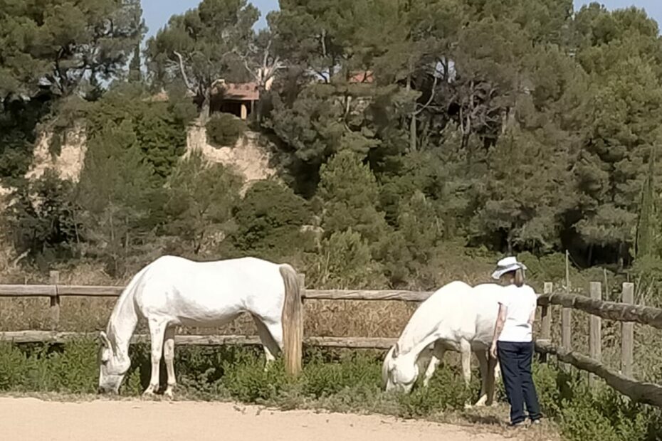 coaching con caballos sesiones individuales con caballos montriana