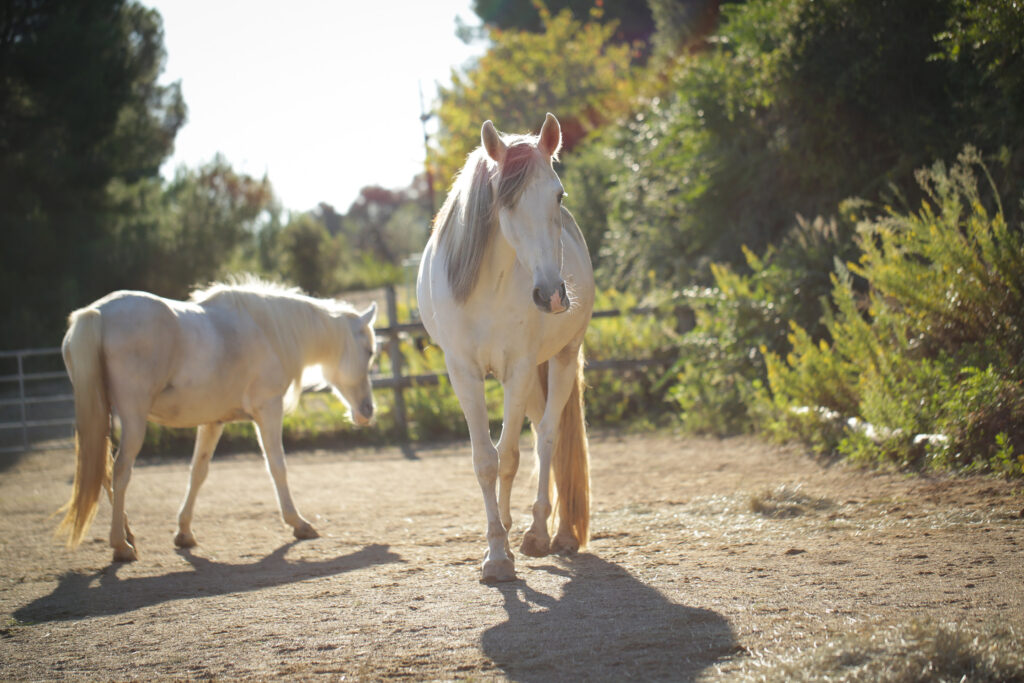 montriana horses expressions bienestar equino bienestar personas