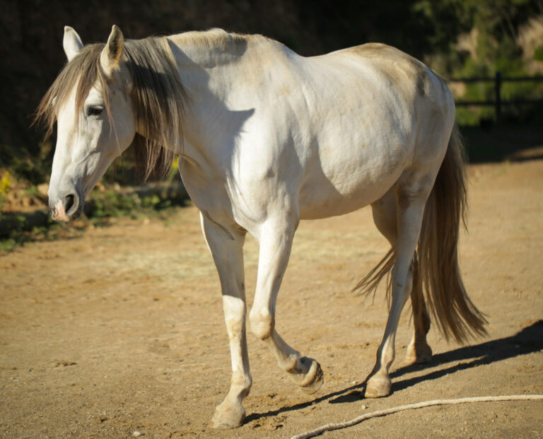 conectar con caballos montriana horses expressions