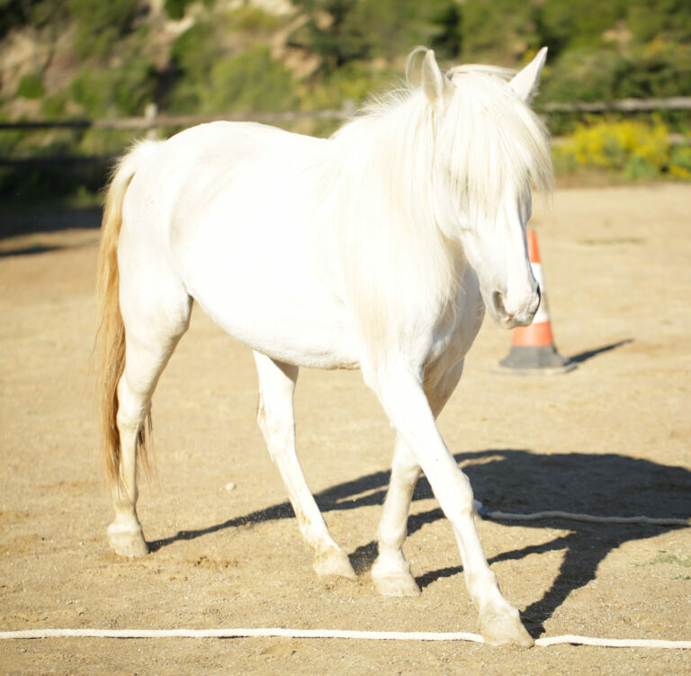 conectar con caballos montriana horses expressions