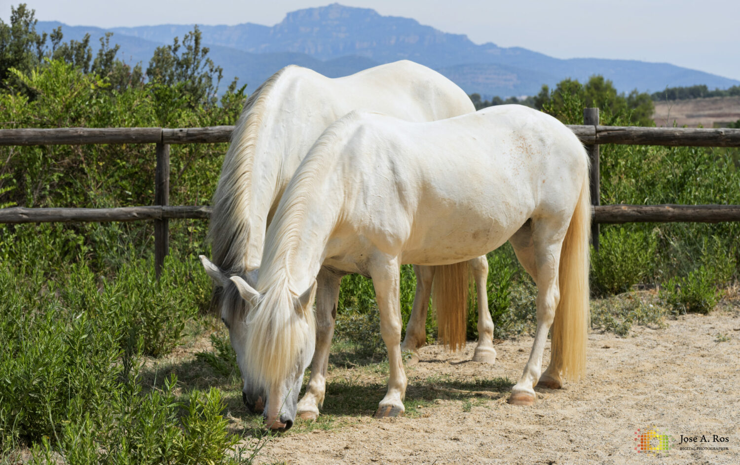 asociacion animales montriana horses bienestar animal