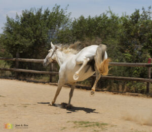 estres laboral estres en el trabajo ansiedad montriana horses