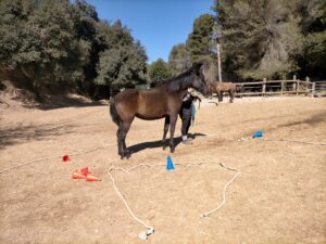 sesiones con caballos en Begoña&Montriana