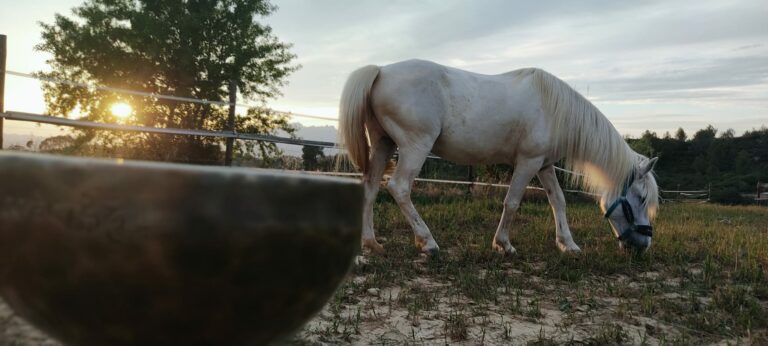 Cuencos Tibetanos para caballos con Montriana