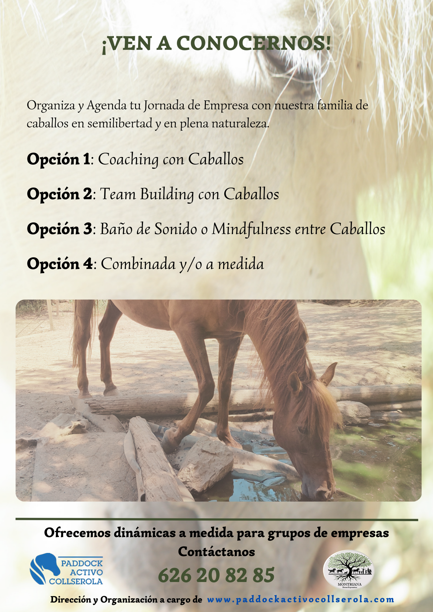 COACHING EMPRESARIAL CON CABALLOS MONTRIANA HORSES EXPRESSIONS